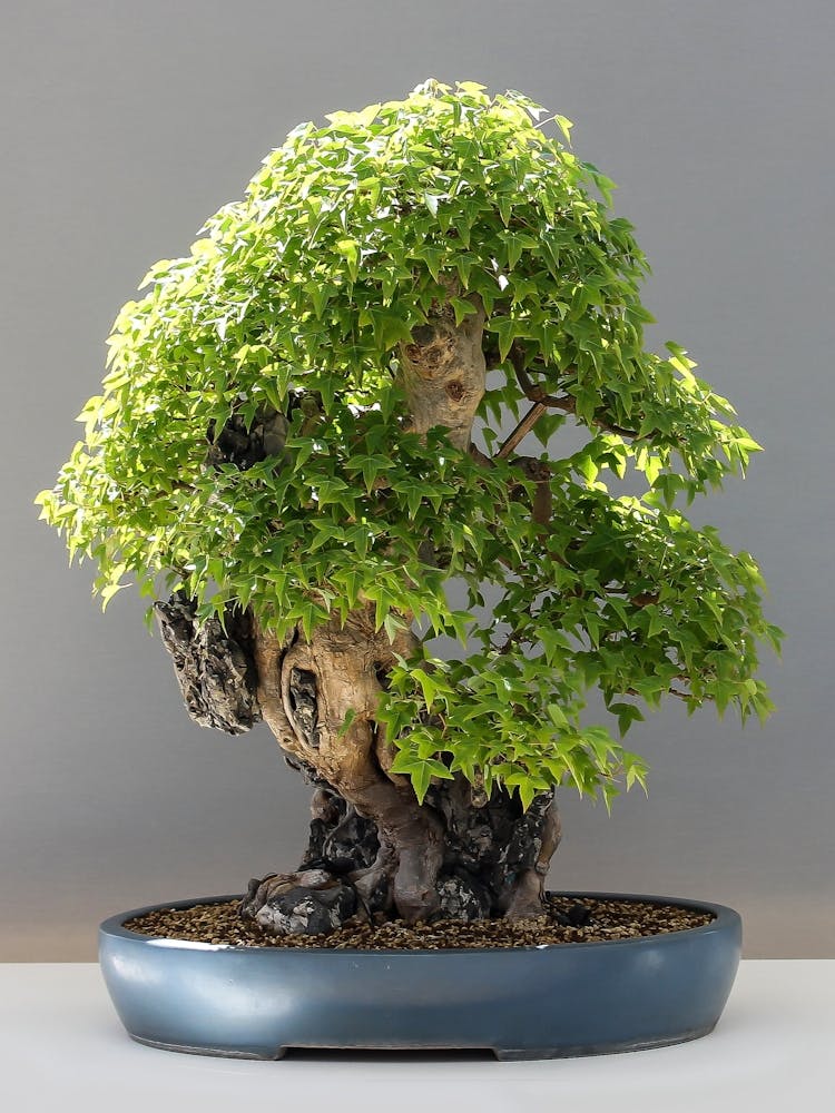 Bonsai Tree 1