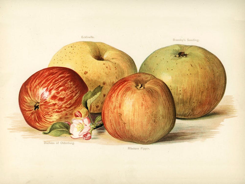 Vintage Illustration Of Apple, John Wright