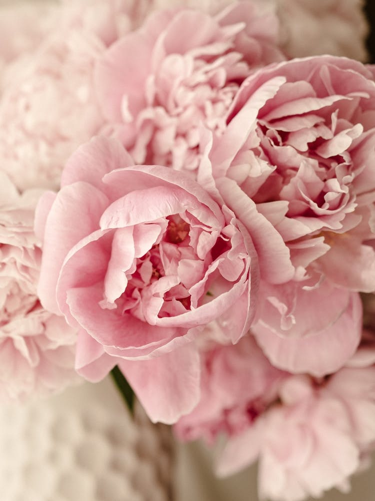 Pink Peonies Close Up