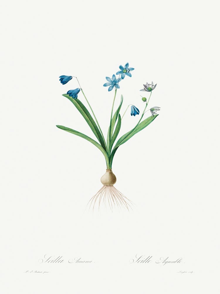 Scilla Amaena, Pierre Joseph Redoute