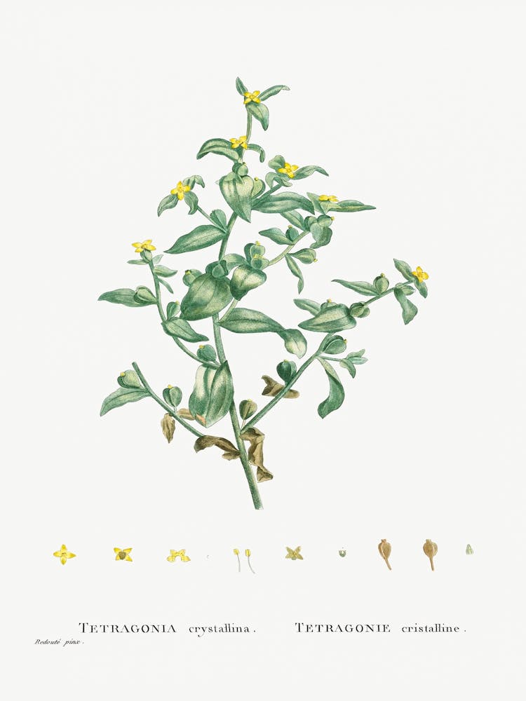 Tetragonia Crystallina, Pierre Joseph Redoute