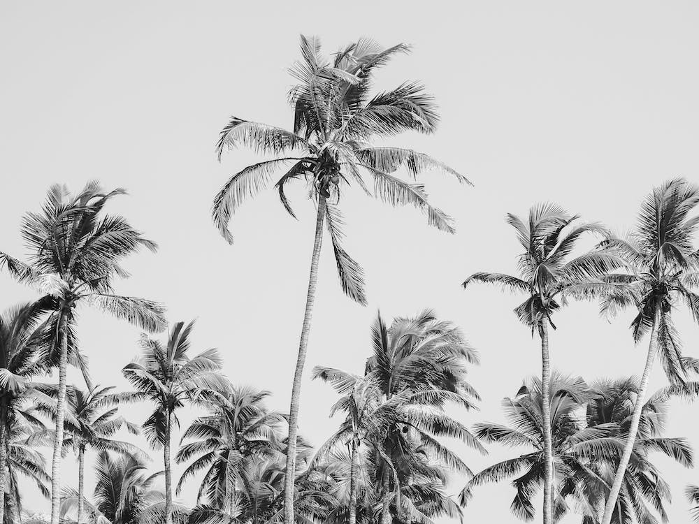 Black And White Palm Trees