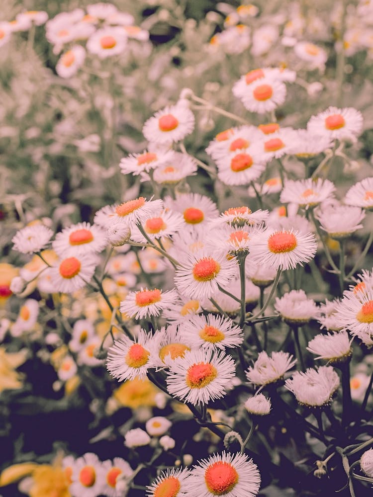 Wild Daisies