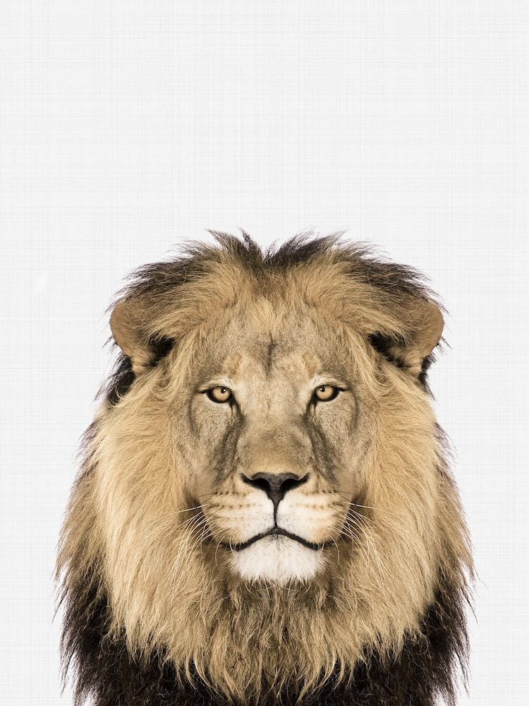 Lion II
