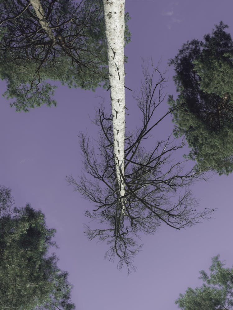 Birch Trees Against The Sky