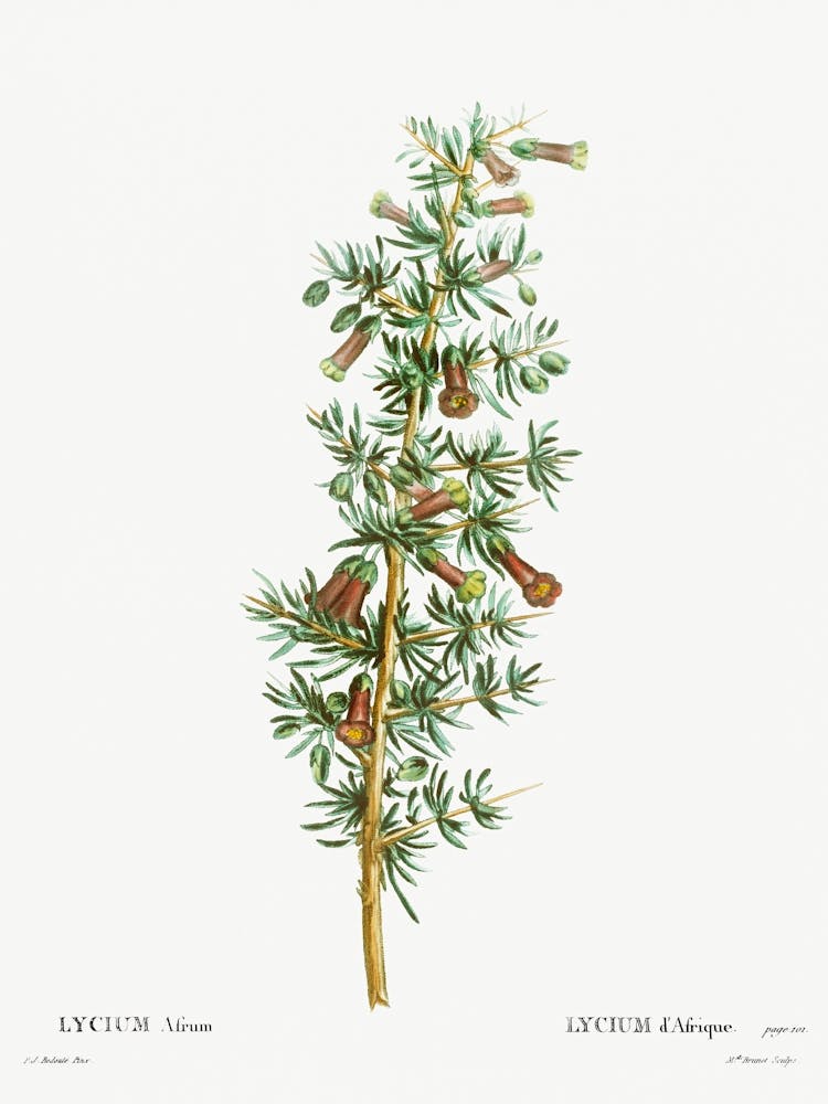Lycium Afrum, Pierre Joseph Redoute