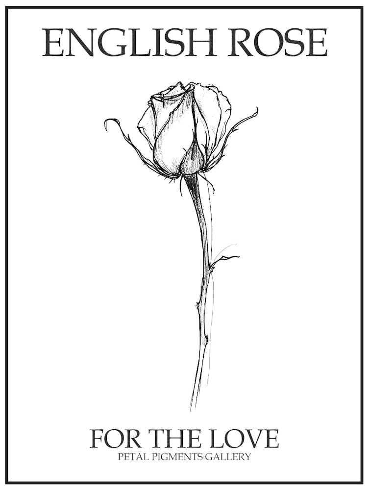 English Rose Black And White Line Drawing 29 Poster