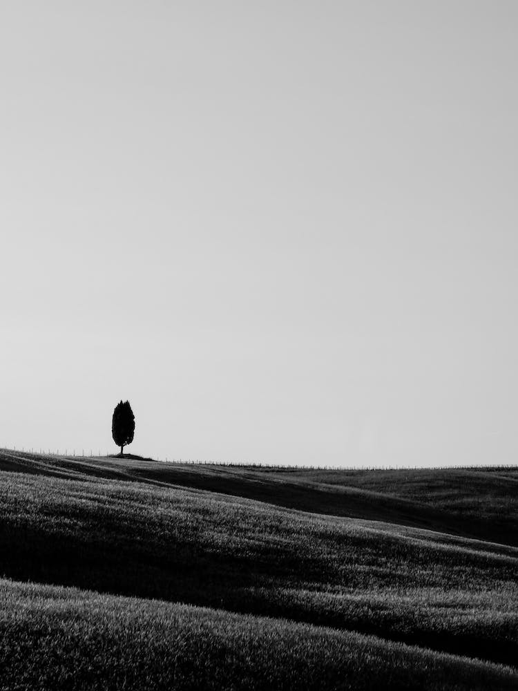 Italy Tuscany Hill Tree Bw