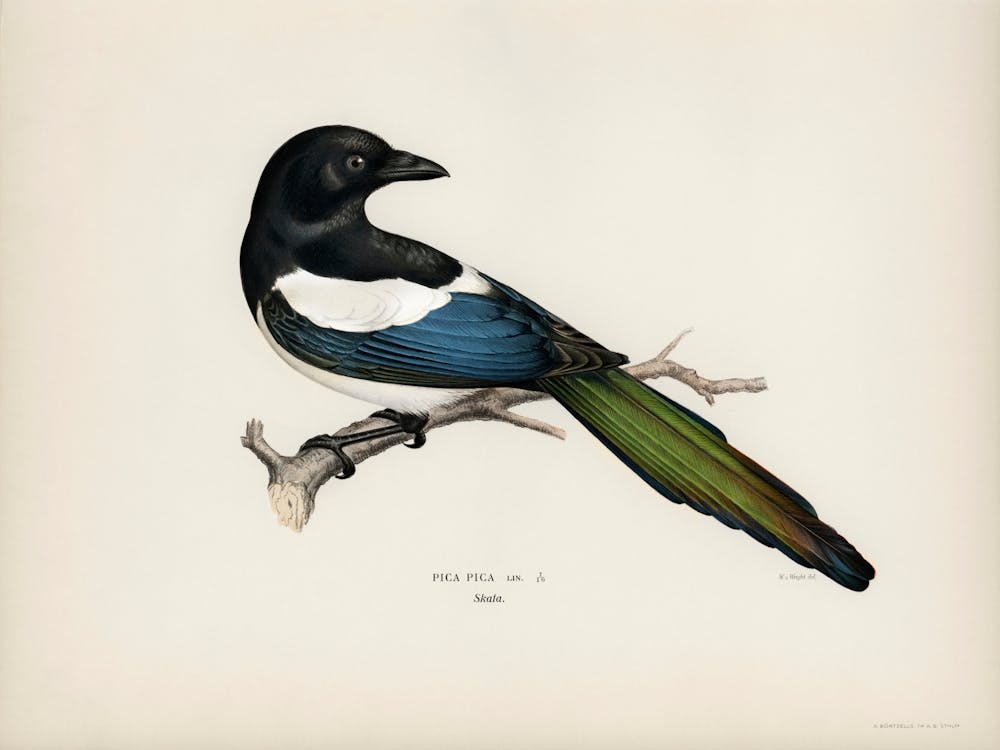 Eurasian Magpie (Pica Pica), The Von Wright Brothers