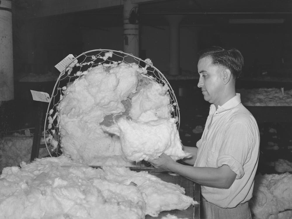 Sampler Taking A Swatch Of Cotton From Basket, Compress, Houston, Texas By Russell Lee