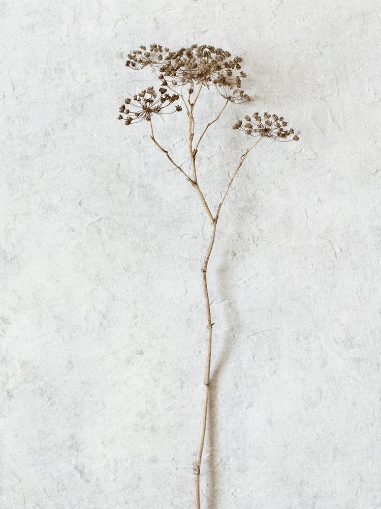 Foraged Wild Botanicals