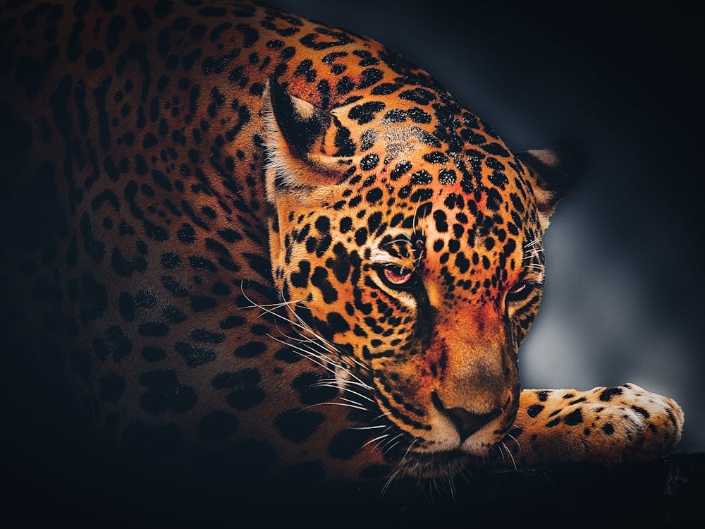Jaguar