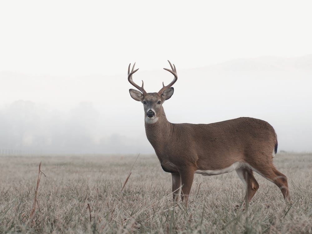 Foggy Morning Deer