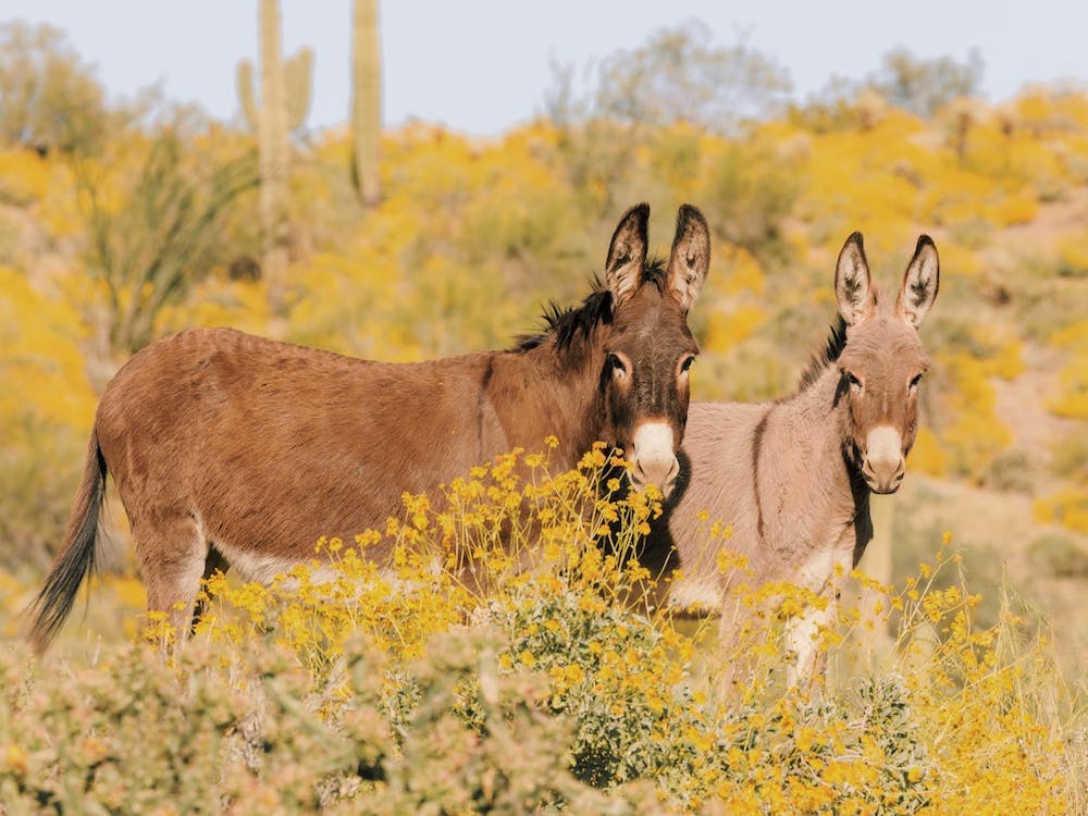 Wild Desert Burros
