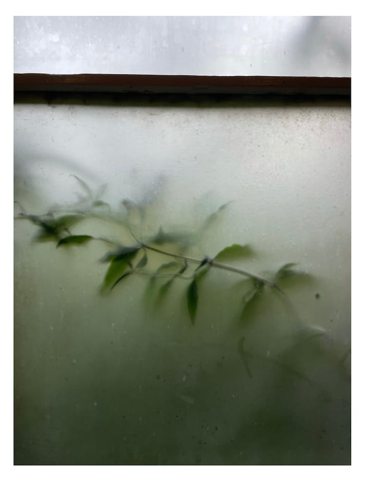 Pflanzen am Fenster