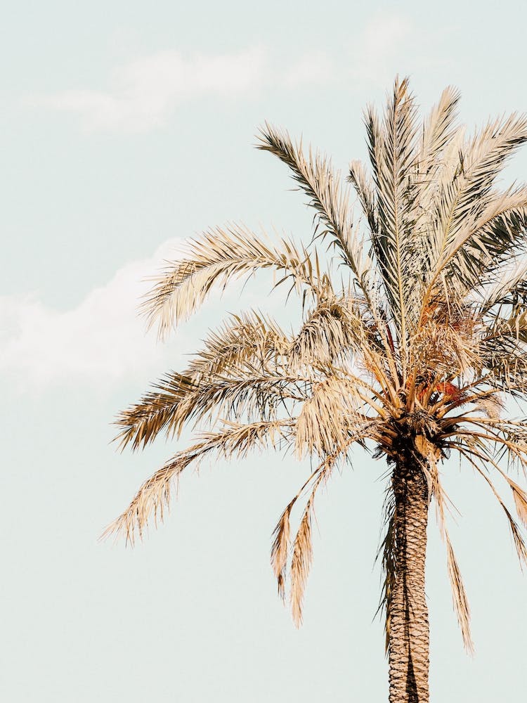 Sun Drenched Palm Tree