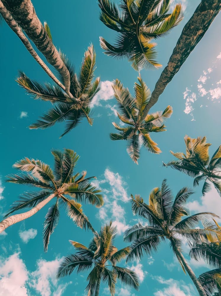 Palm Trees In The Sky 2