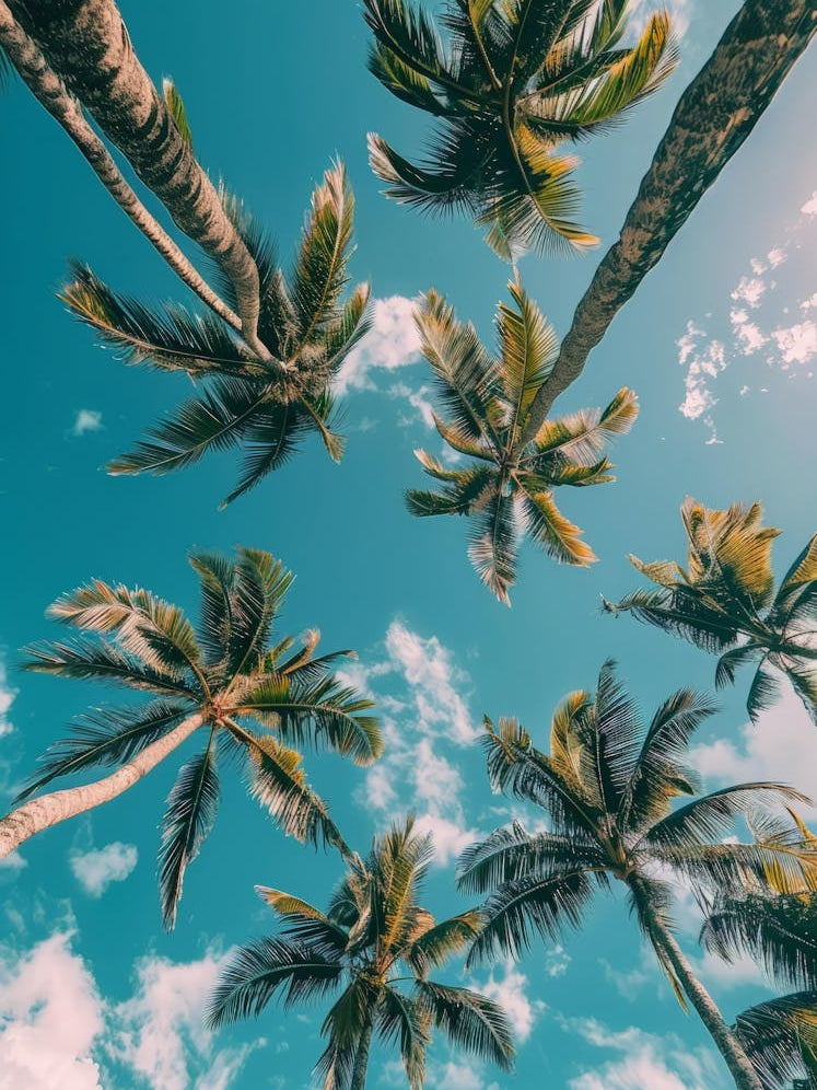 Palm Trees In The Sky 2