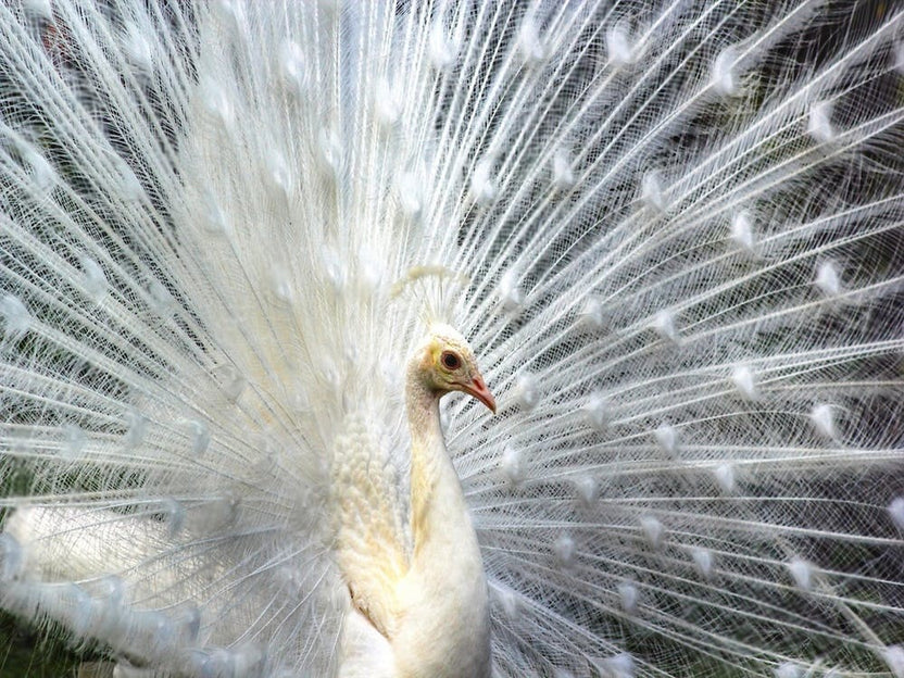 Peacock Portrait
