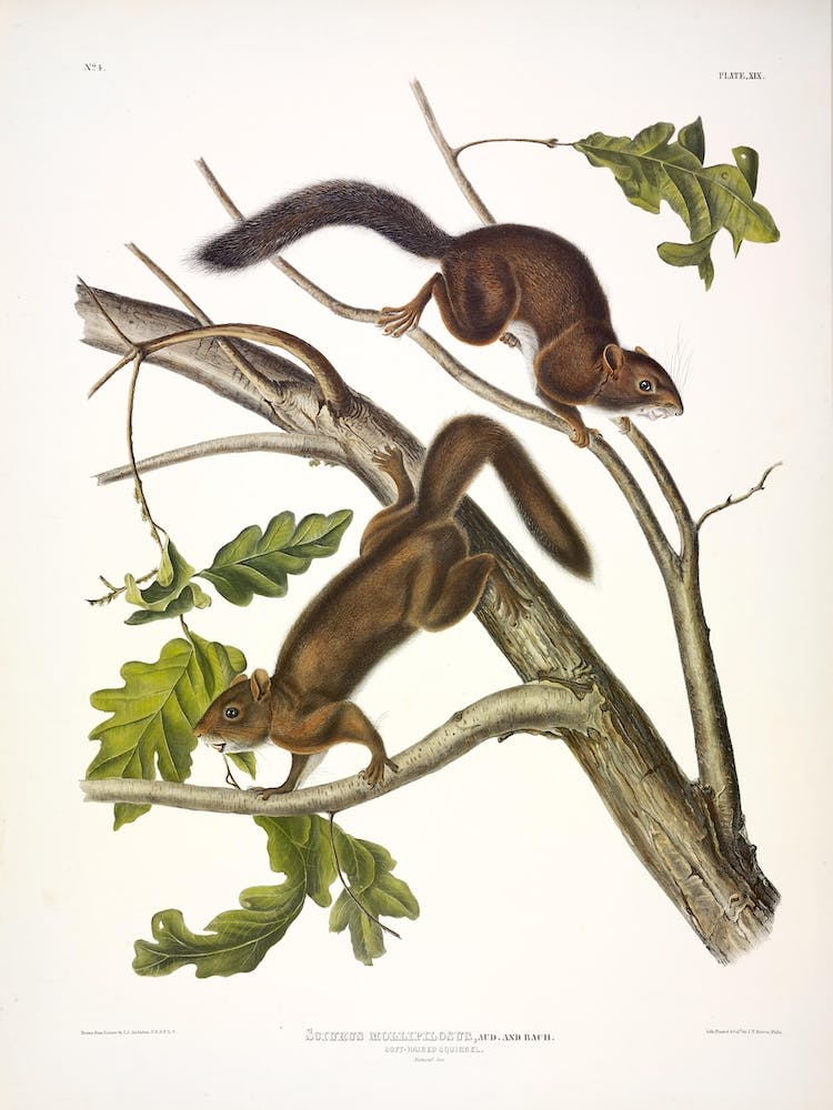 Soft Haired Squirrel, John James Audubon