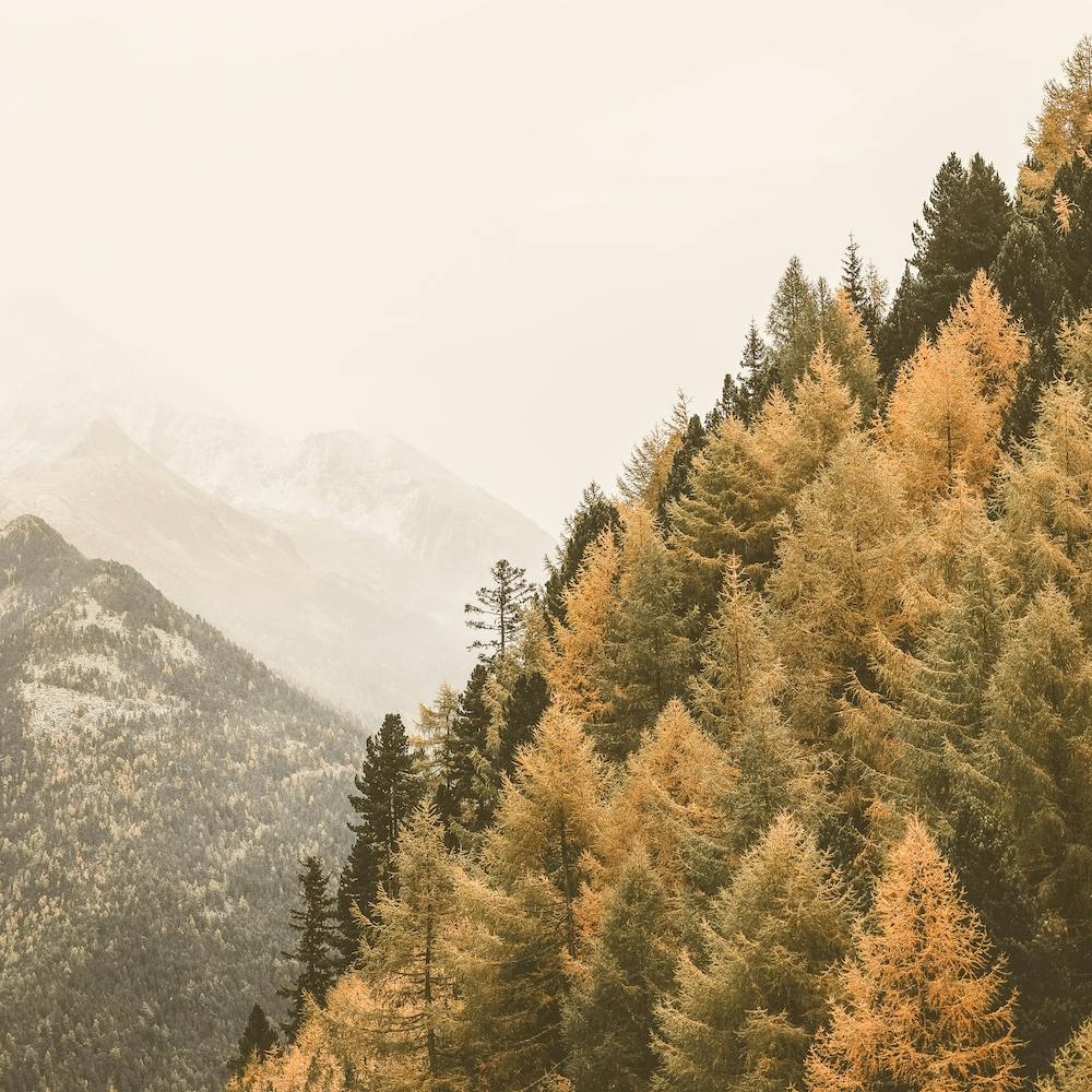 Forêt d'Automne Carrée