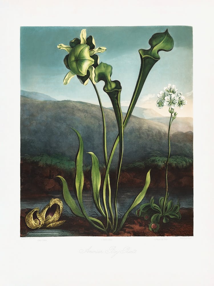 Vintage Palm Tree _2476822