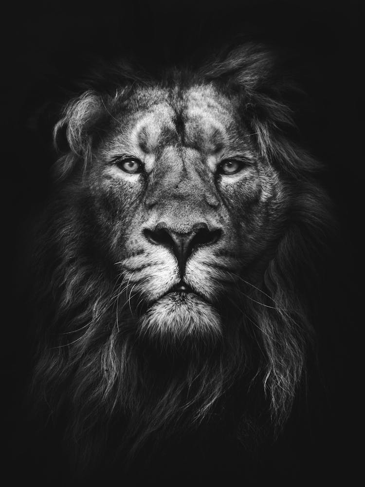 Lion Portrait 2