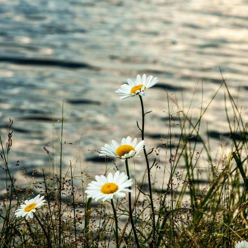 Lake Flowers Square