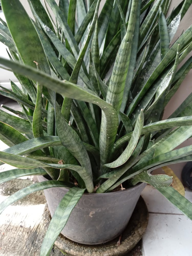 Plant In A Pot