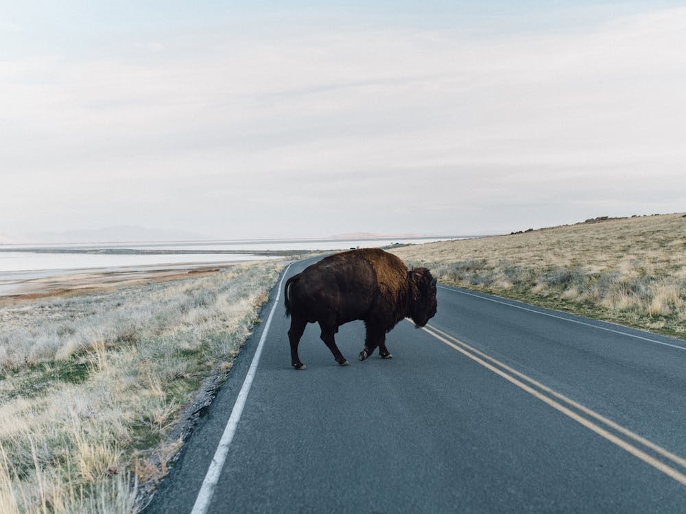 Bison Crossing
