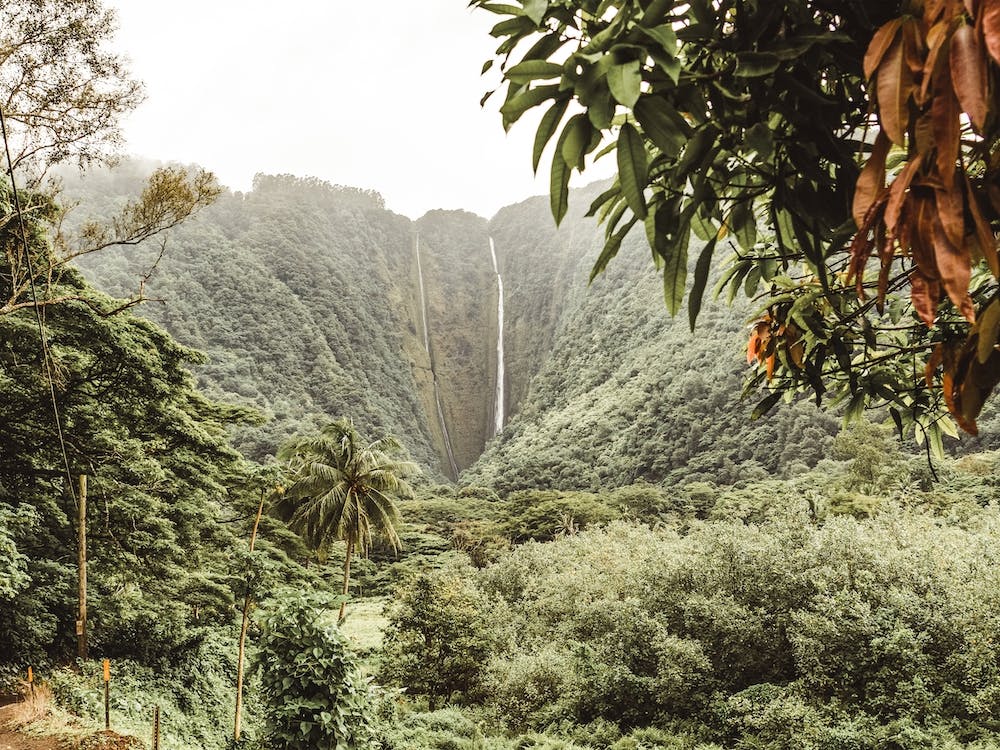 Jungle Waterfall