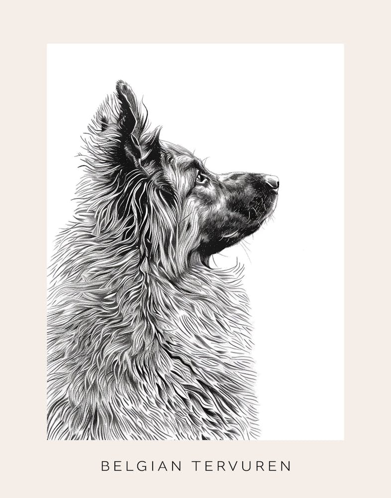 Belgian Tervuren Dog Line Sketch 1 Poster