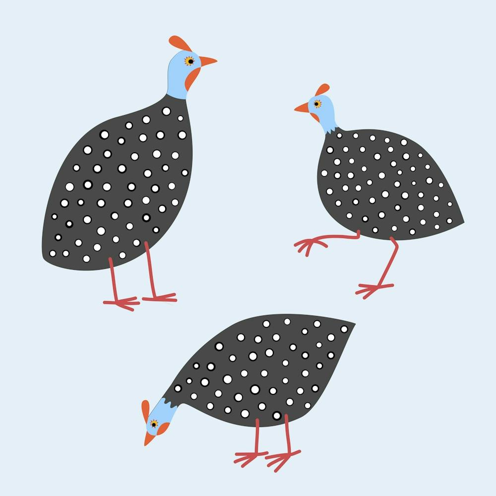 Guineafowl Birds