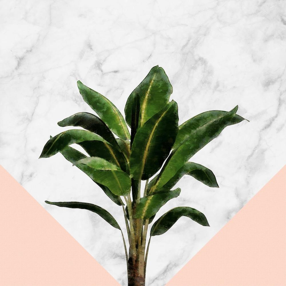Bananier Sur Mur Rose Et Marbre