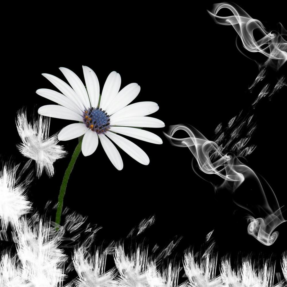 Daisy 1