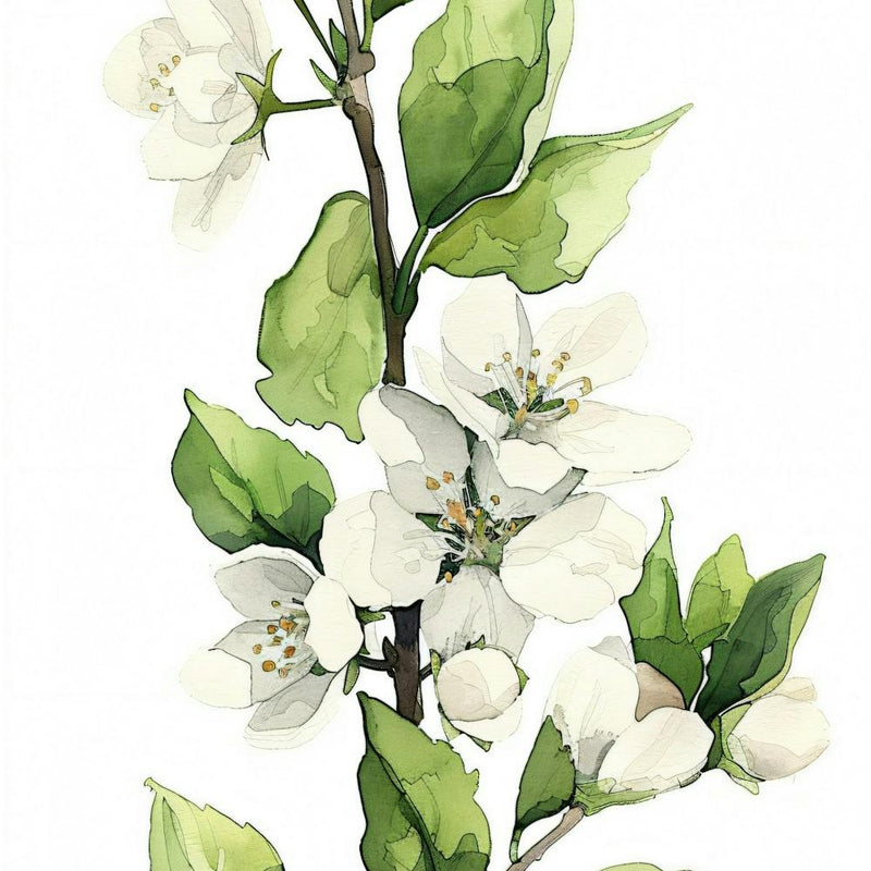 Apple Blossoms 2