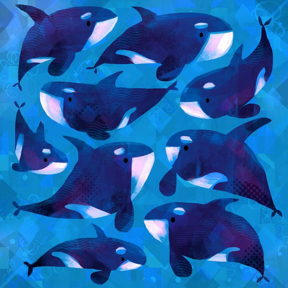 Killer Whales Square
