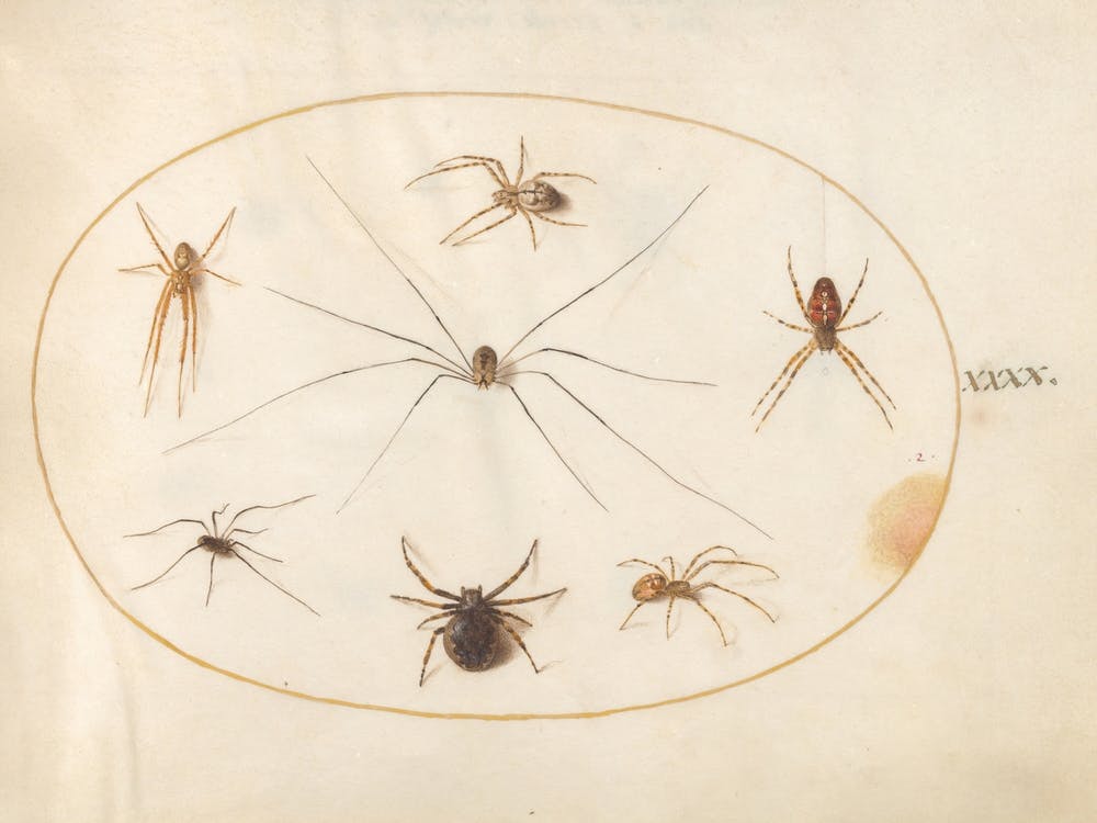 Acht Spinnen, Joris Hoefnagel