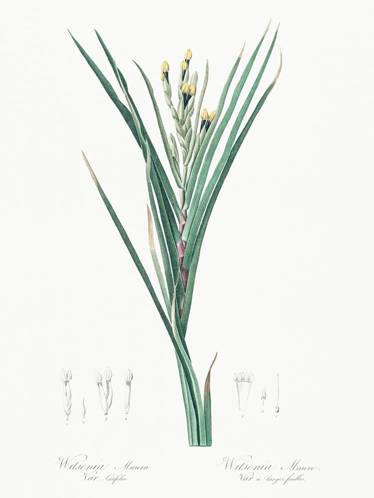 Bokmakierie's Tail Illustration From Les Liliacées (1805), Pierre Joseph Redoute
