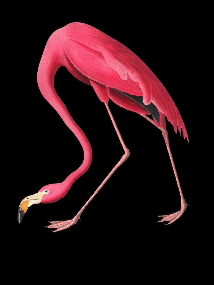 Flamingo Black Illustration Vintage Pop