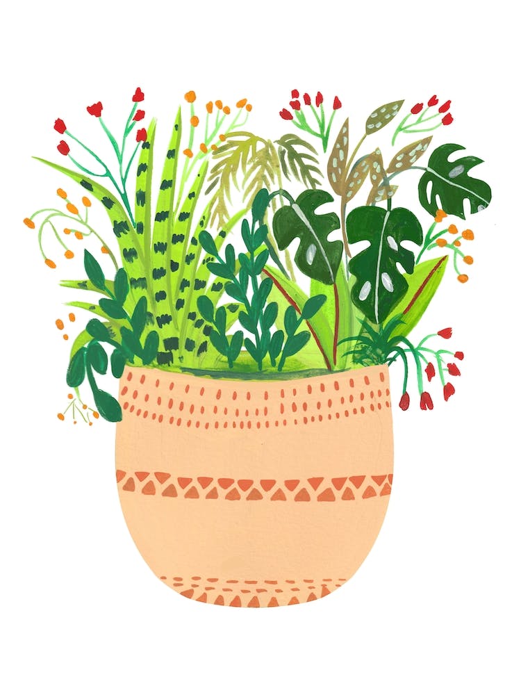 Assorted Potted Plants Ava