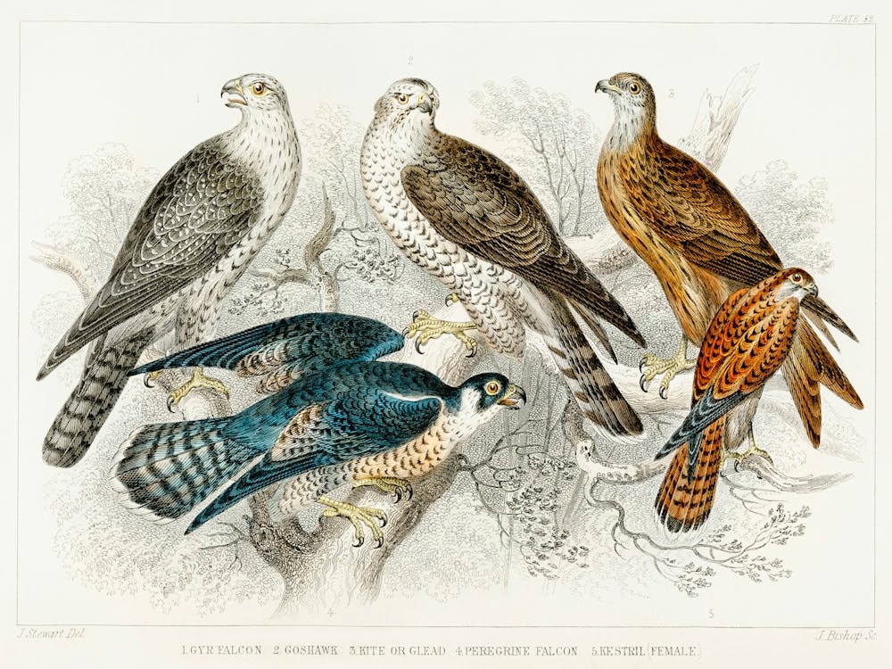 Gerfalke, Habicht, Milan, Wanderfalke und Turmfalke (Weibchen), Oliver Goldsmith
