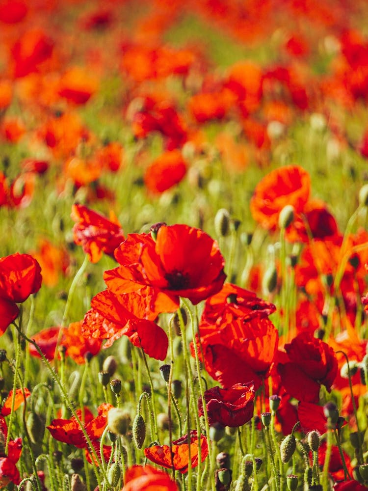 Poppies In A Field