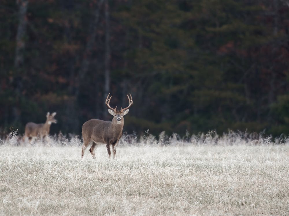 Whitetail Deer In Field