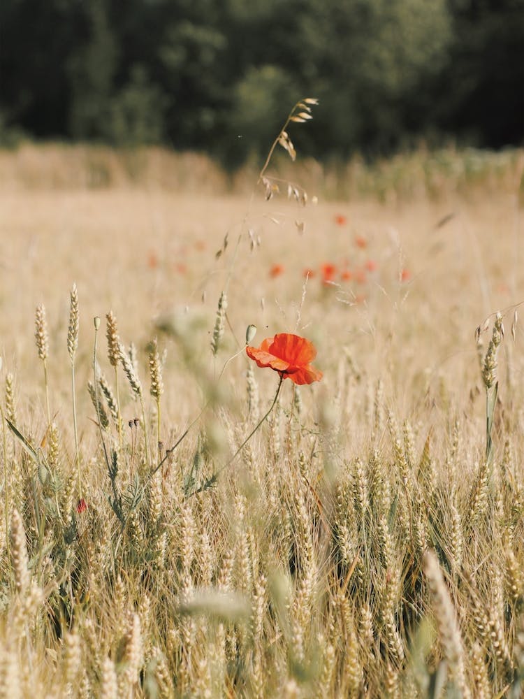 California Poppy Flower