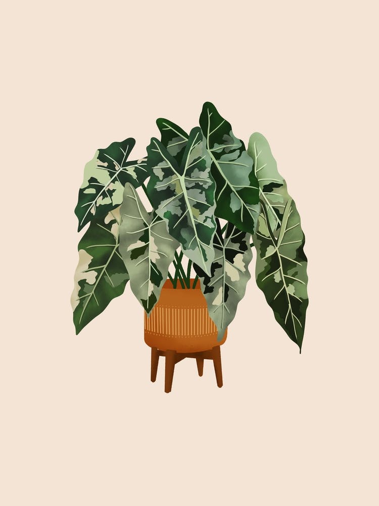 Philodendron Burle Marxii Variegata