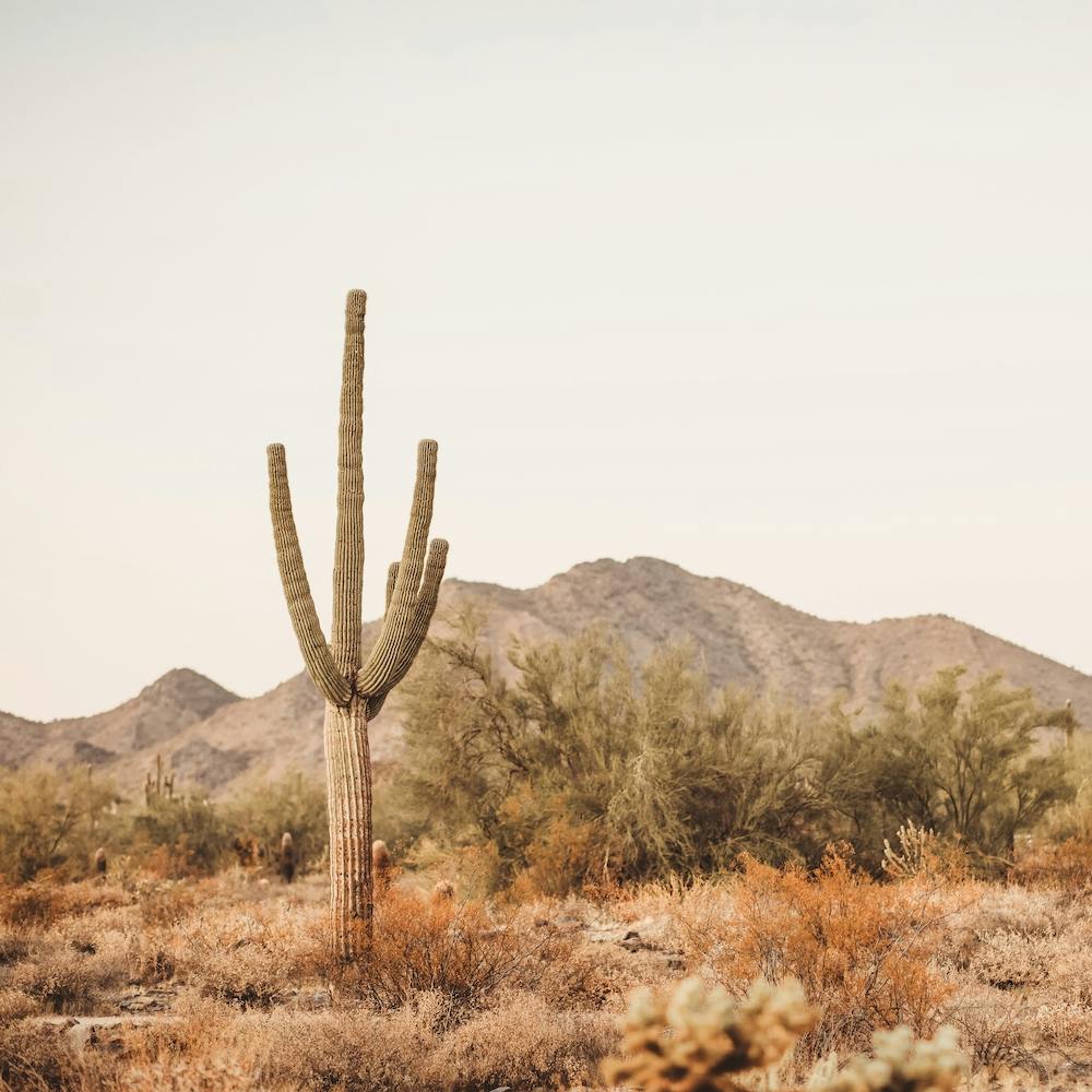 Saguaro Cactus Sunset Square