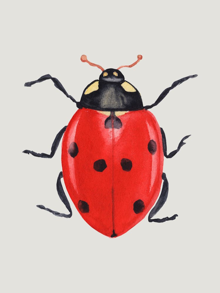Ladybug