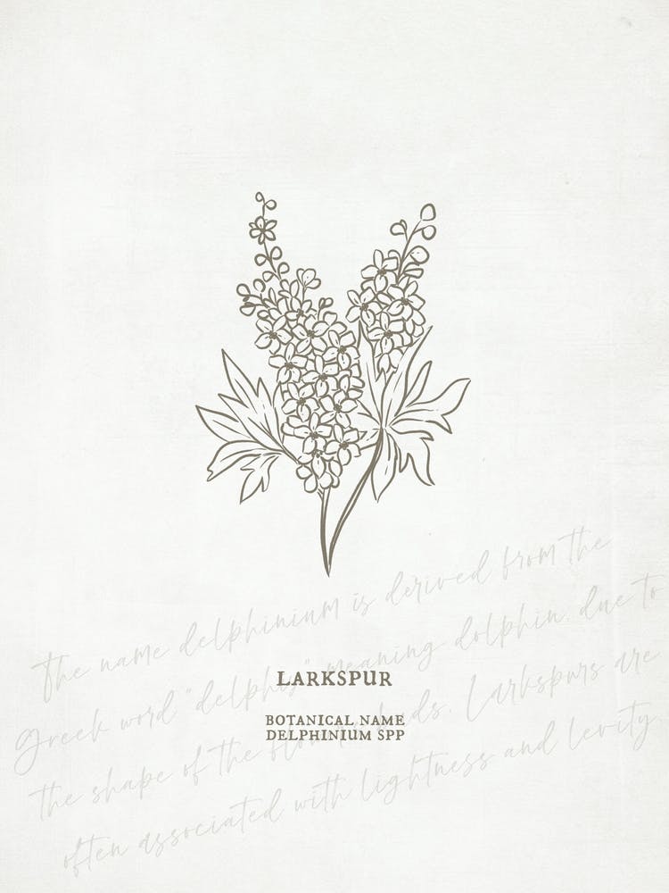 Larkspur Birth Flower | Antique