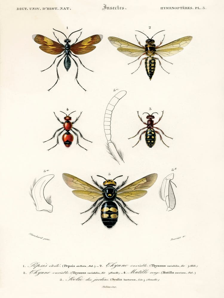 Different Types Of Insects, Charles Dessalines D'Orbigny 2